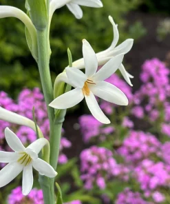 Mexican Tuberose Agave amica Live Plant - Fragrant Outdoor Plant in 2" Pot - Image 2
