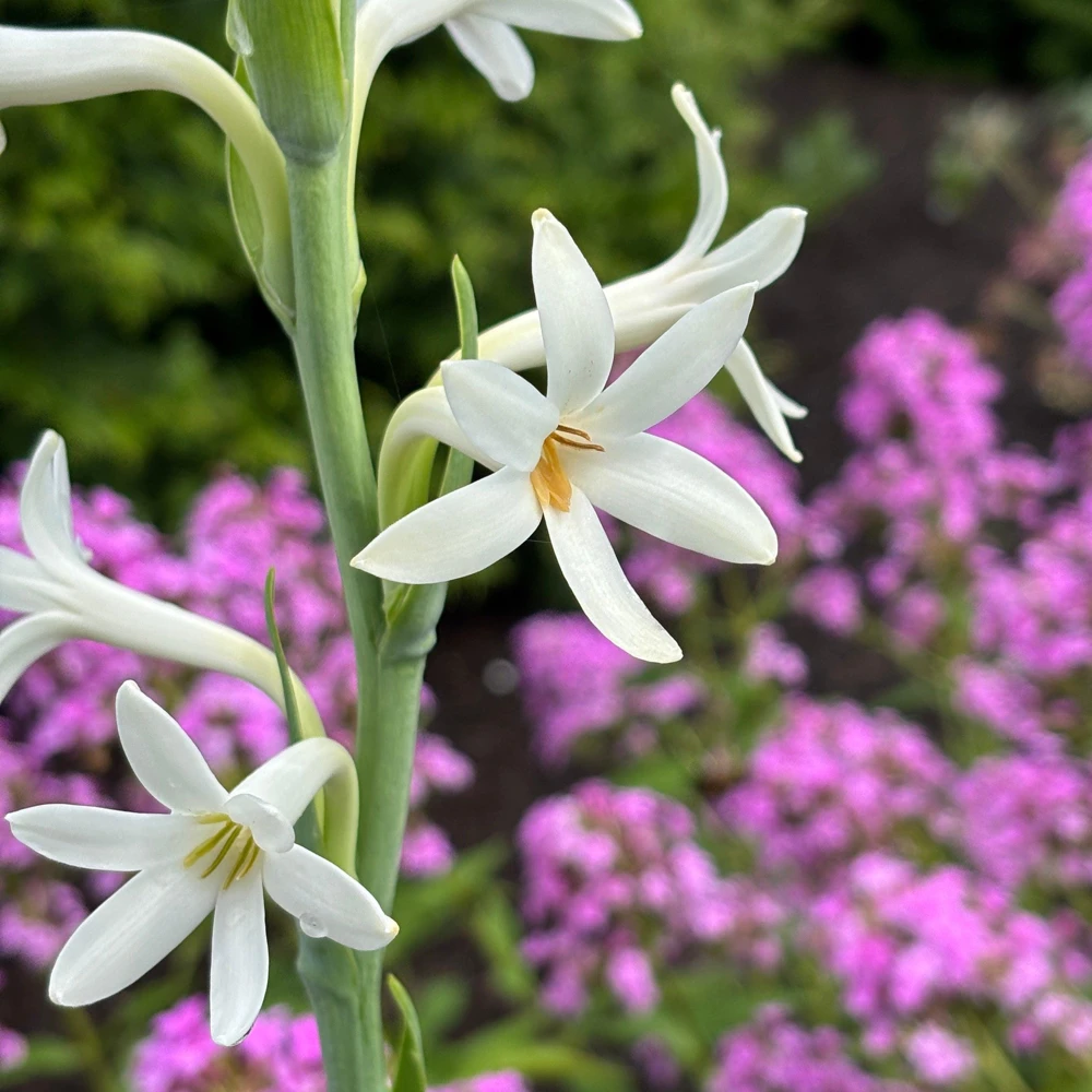 Mexican Tuberose Agave amica Live Plant - Fragrant Outdoor Plant in 2" Pot - Image 2