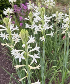 Mexican Tuberose Agave amica Live Plant - Fragrant Outdoor Plant in 2" Pot - Image 1