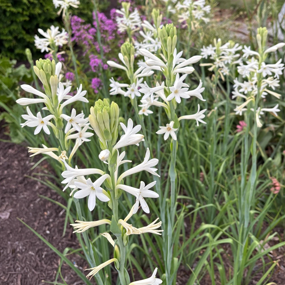 Mexican Tuberose Agave amica Live Plant - Fragrant Outdoor Plant in 2" Pot - Image 1