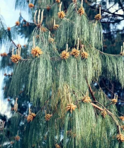 Mexican Weeping Pine Tree Seeds - Evergreen Pinus Patula - 30 Seeds - Image 2