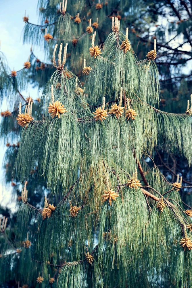 Mexican Weeping Pine Tree Seeds - Evergreen Pinus Patula - 30 Seeds - Image 2
