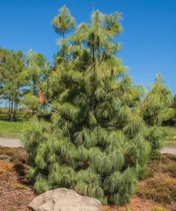 Mexican Weeping Pine Tree Seeds - Evergreen Pinus Patula - 30 Seeds - Image 3