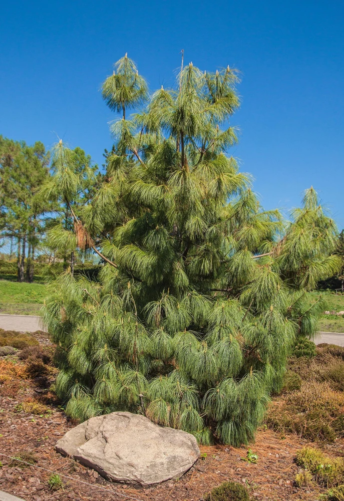 Mexican Weeping Pine Tree Seeds - Evergreen Pinus Patula - 30 Seeds - Image 3