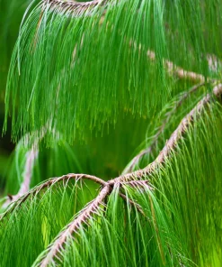 Mexican Weeping Pine Tree Seeds - Evergreen Pinus Patula - 30 Seeds - Image 4