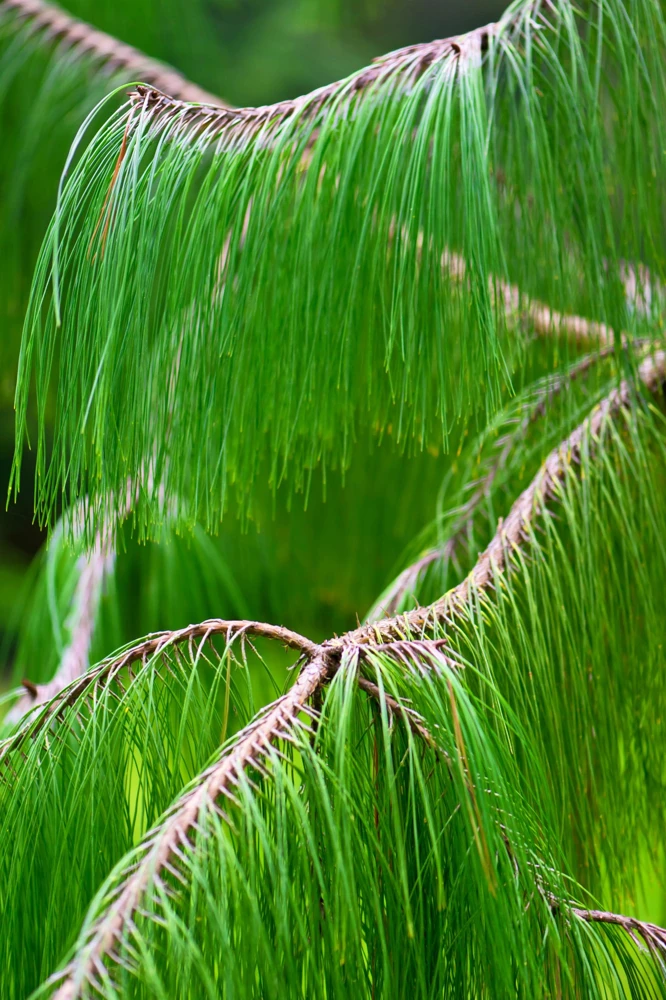 Mexican Weeping Pine Tree Seeds - Evergreen Pinus Patula - 30 Seeds - Image 4