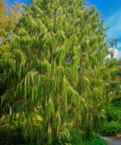 Mexican Weeping Pine Tree Seeds - Evergreen Pinus Patula - 30 Seeds - Image 5