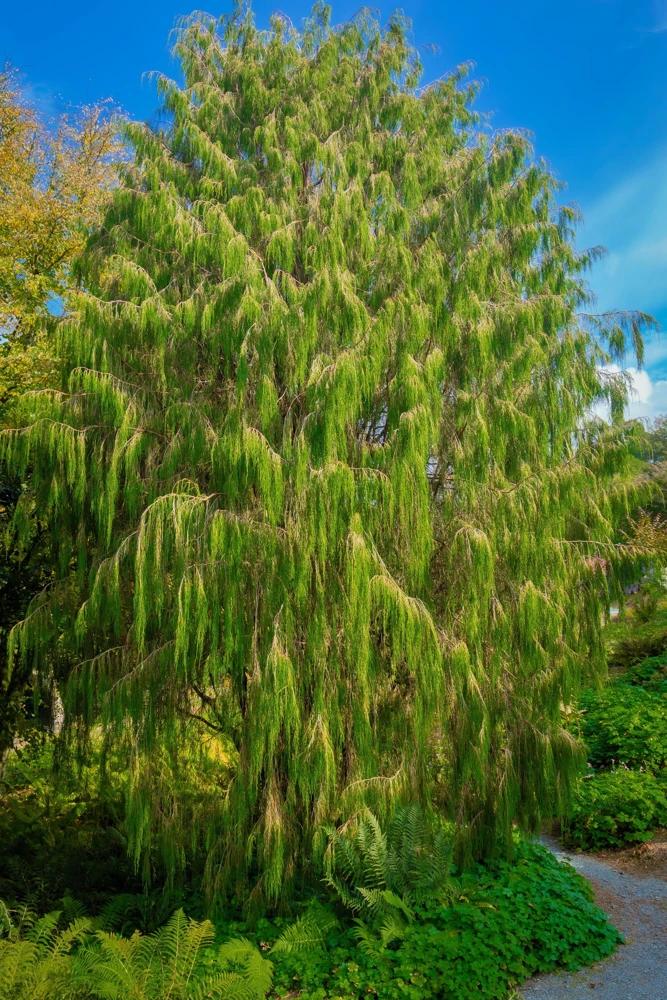 Mexican Weeping Pine Tree Seeds - Evergreen Pinus Patula - 30 Seeds - Image 5