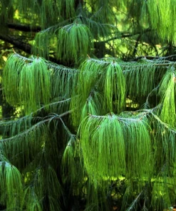 Mexican Weeping Pine Tree Seeds - Evergreen Pinus Patula - 30 Seeds - Image 6