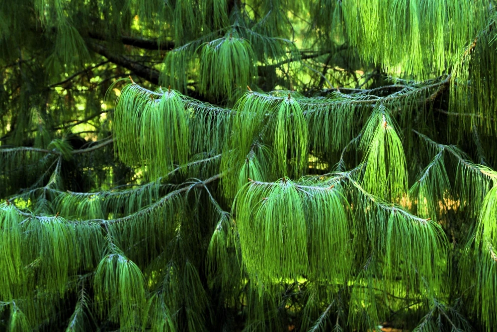 Mexican Weeping Pine Tree Seeds - Evergreen Pinus Patula - 30 Seeds - Image 6
