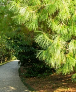Mexican Weeping Pine Tree Seeds - Evergreen Pinus Patula - 30 Seeds - Image 7