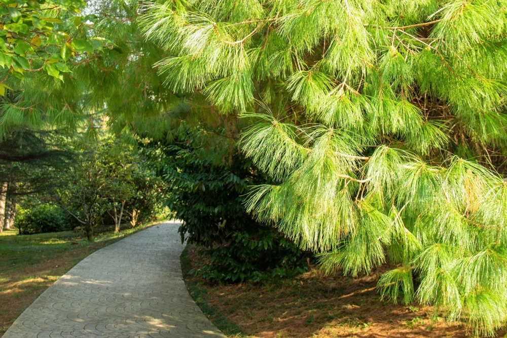 Mexican Weeping Pine Tree Seeds - Evergreen Pinus Patula - 30 Seeds - Image 7
