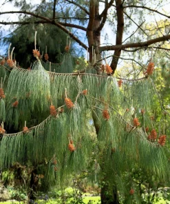 Mexican Weeping Pine Tree Seeds - Evergreen Pinus Patula - 30 Seeds - Image 8