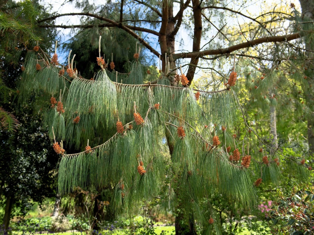 Mexican Weeping Pine Tree Seeds - Evergreen Pinus Patula - 30 Seeds - Image 8