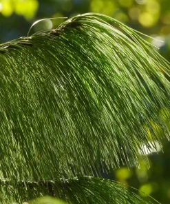 Mexican Weeping Pine Tree Seeds - Evergreen Pinus Patula - 30 Seeds - Image 9