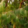 Mexican Weeping Pine Tree Seeds - Evergreen Pinus Patula - 30 Seeds - Image 1