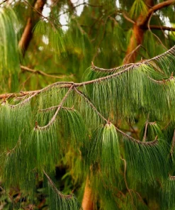 Mexican Weeping Pine Tree Seeds - Evergreen Pinus Patula - 30 Seeds - Image 1