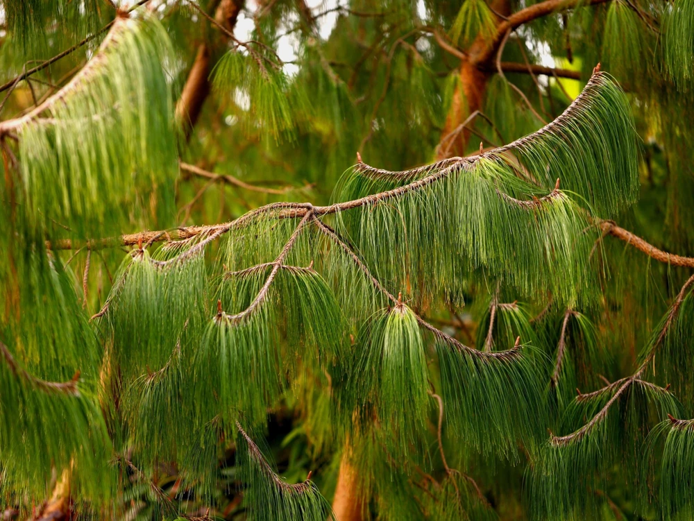 Mexican Weeping Pine Tree Seeds - Evergreen Pinus Patula - 30 Seeds - Image 1