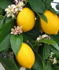 Meyer Lemon Tree Live Plant – 2-5 Inch Tall Potted Citrus Seedling – Indoor/Outdoor - Image 3