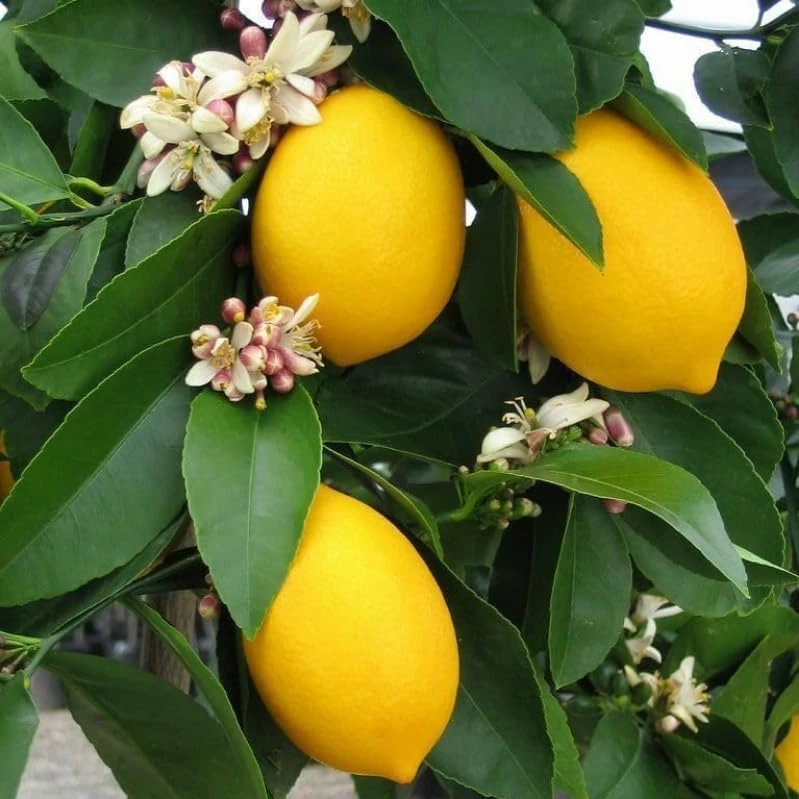 Meyer Lemon Tree Live Plant – 2-5 Inch Tall Potted Citrus Seedling – Indoor/Outdoor - Image 3