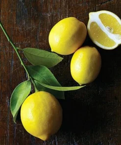 Meyer Lemon Tree Live Plant – 2-5 Inch Tall Potted Citrus Seedling – Indoor/Outdoor - Image 4