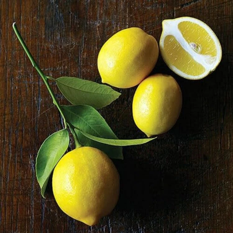 Meyer Lemon Tree Live Plant – 2-5 Inch Tall Potted Citrus Seedling – Indoor/Outdoor - Image 4