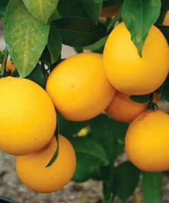 Meyer Lemon Tree Live Plant – 2-5 Inch Tall Potted Citrus Seedling – Indoor/Outdoor - Image 5