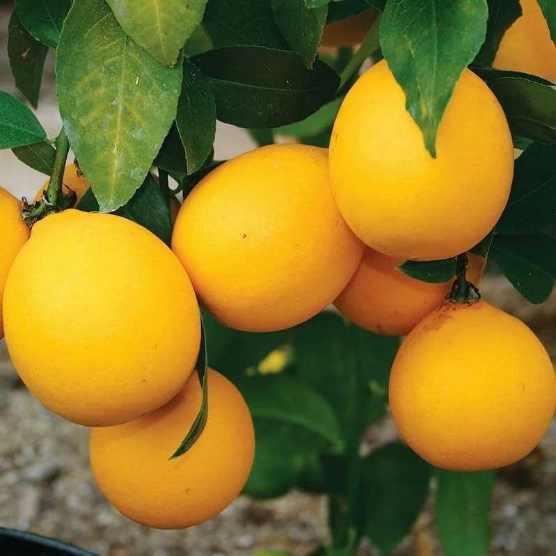 Meyer Lemon Tree Live Plant – 2-5 Inch Tall Potted Citrus Seedling – Indoor/Outdoor - Image 5