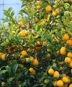 Meyer Lemon Tree Live Plant – 2-5 Inch Tall Potted Citrus Seedling – Indoor/Outdoor - Image 6