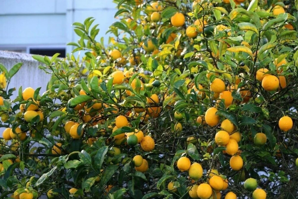 Meyer Lemon Tree Live Plant – 2-5 Inch Tall Potted Citrus Seedling – Indoor/Outdoor - Image 6