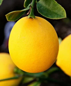 Meyer Lemon Tree Live Plant – 2-5 Inch Tall Potted Citrus Seedling – Indoor/Outdoor - Image 7