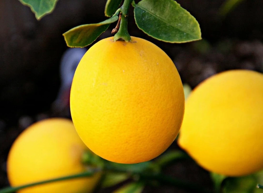 Meyer Lemon Tree Live Plant – 2-5 Inch Tall Potted Citrus Seedling – Indoor/Outdoor - Image 7
