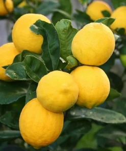 Meyer Lemon Tree Live Plant – 2-5 Inch Tall Potted Citrus Seedling – Indoor/Outdoor - Image 1