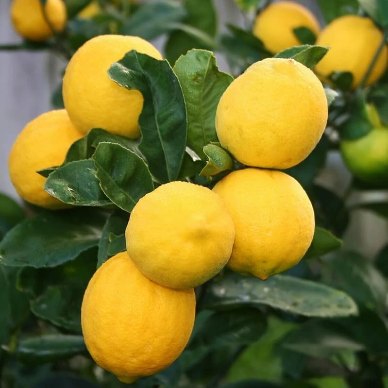 Meyer Lemon Tree Live Plant – 2-5 Inch Tall Potted Citrus Seedling – Indoor/Outdoor - Image 1