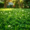 Micro Clover Seeds 10000 - Mini Perennial White Clover for Lawn Alternative, Ground Cover - Image 1
