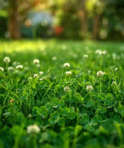 Micro Clover Seeds 10000 - Mini Perennial White Clover for Lawn Alternative, Ground Cover - Image 1