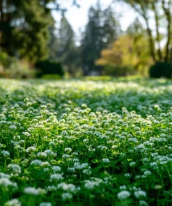 Micro Clover Seeds 10000 - Mini Perennial White Clover for Lawn Alternative, Ground Cover - Image 3