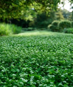 Micro Clover Seeds 10000 - Mini Perennial White Clover for Lawn Alternative, Ground Cover - Image 4