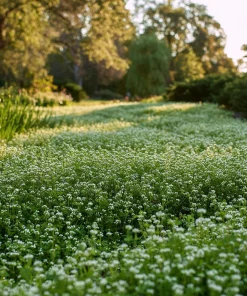 Micro Clover Seeds 10000 - Mini Perennial White Clover for Lawn Alternative, Ground Cover - Image 5