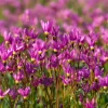Midland Shooting Star Seeds – Dodecatheon meadia Wildflower Seeds, 25 Seeds - Image 1
