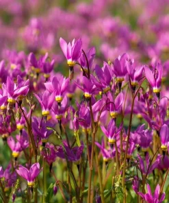 Midland Shooting Star Seeds – Dodecatheon meadia Wildflower Seeds, 25 Seeds - Image 1