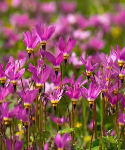 Midland Shooting Star Seeds – Dodecatheon meadia Wildflower Seeds, 25 Seeds - Image 2