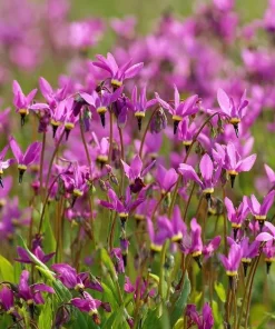 Midland Shooting Star Seeds – Dodecatheon meadia Wildflower Seeds, 25 Seeds - Image 3