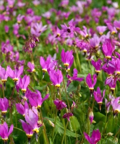 Midland Shooting Star Seeds – Dodecatheon meadia Wildflower Seeds, 25 Seeds - Image 4