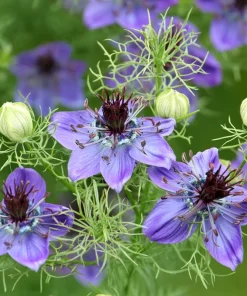 Midnight Nigella Seeds - 100 Count, Deep Blue-Black Love-in-a-Mist Flowers for Garden & Bouquets - Image 2