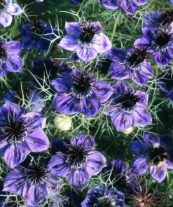 Midnight Nigella Seeds - 100 Count, Deep Blue-Black Love-in-a-Mist Flowers for Garden & Bouquets - Image 3