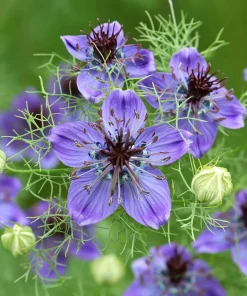 Midnight Nigella Seeds - 100 Count, Deep Blue-Black Love-in-a-Mist Flowers for Garden & Bouquets - Image 4