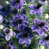 Midnight Nigella Seeds - 100 Count, Deep Blue-Black Love-in-a-Mist Flowers for Garden & Bouquets - Image 1