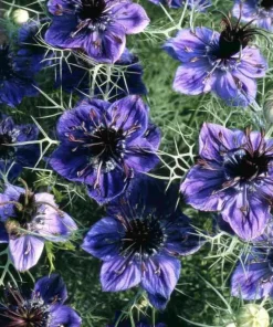 Midnight Nigella Seeds - 100 Count, Deep Blue-Black Love-in-a-Mist Flowers for Garden & Bouquets - Image 1