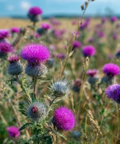 Milk Thistle Seeds - 30 Count Heirloom Medicinal & Culinary Herb - Image 2